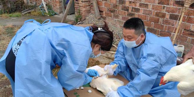 湖南省农业农村厅评估常德市重大动物疫病强制免疫工作