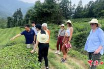 德国茶叶代表团考察石门生态茶园 共探中欧茶业合作新机遇